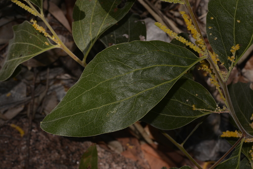 Acacia pellita