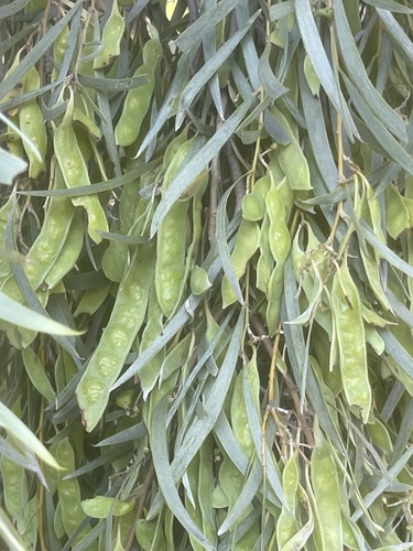 Acacia pendula (Weeping myall) — photo
