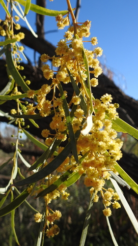 Acacia pendula (Weeping myall) — photo