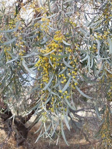 Acacia pendula