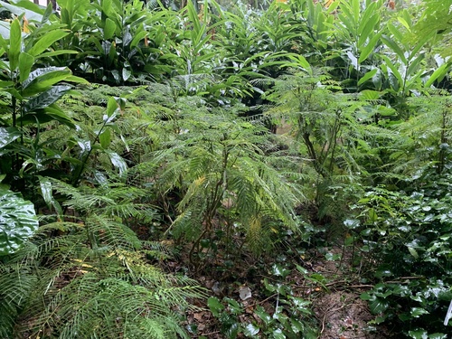 Acacia pennata (Cha-om) — photo