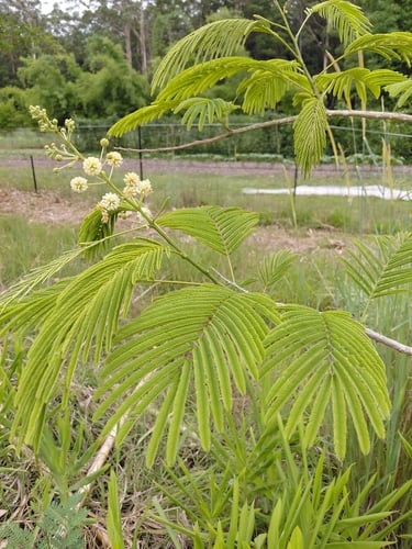 Acacia pennata