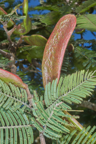 Acacia pennatula (Feather acacia) — photo