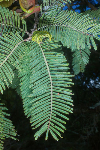 Acacia pennatula (Feather acacia) — photo