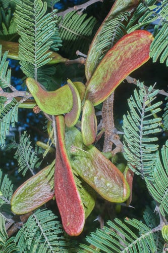 Acacia pennatula