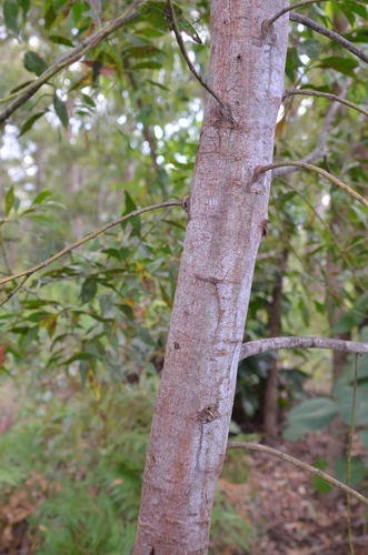 Acacia penninervis (Mountain hickory) — photo