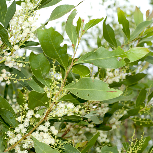 Acacia penninervis