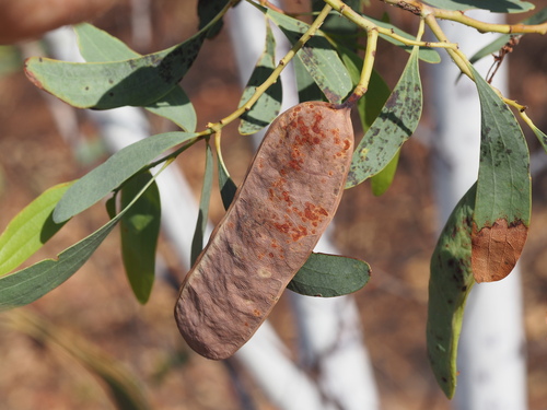 Acacia platycarpa (Ghost wattle) — photo
