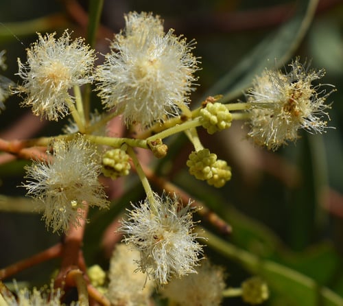 Acacia platycarpa (Ghost wattle) — photo