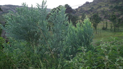Acacia podalyriifolia (Mount Morgan Wattle) — photo