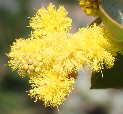 Acacia podalyriifolia (Mount Morgan Wattle) — photo