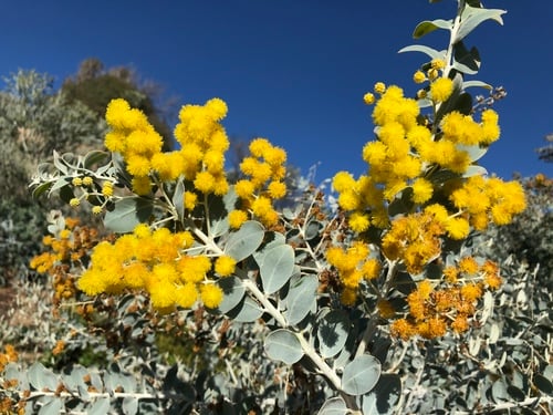 Acacia podalyriifolia