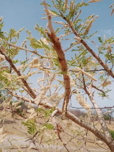 Acacia polyacantha subsp. campylacantha (White thorn) — photo