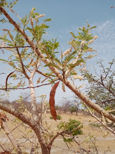 Acacia polyacantha subsp. campylacantha (White thorn) — photo