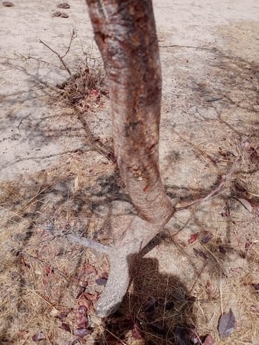 Acacia polyacantha subsp. campylacantha