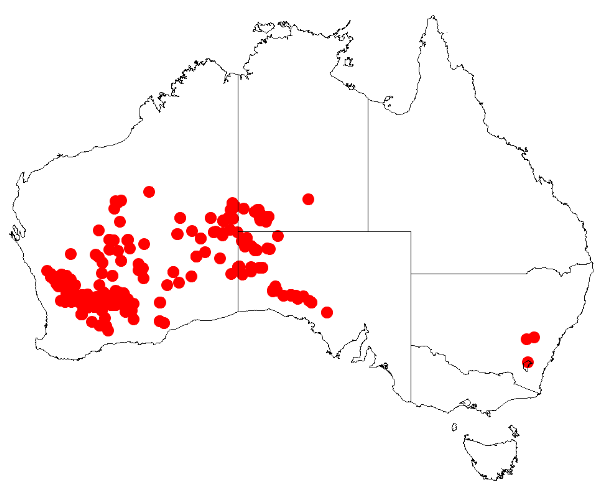 Acacia prainii