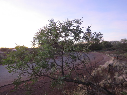 Acacia pruinocarpa (Black gidgee) — photo