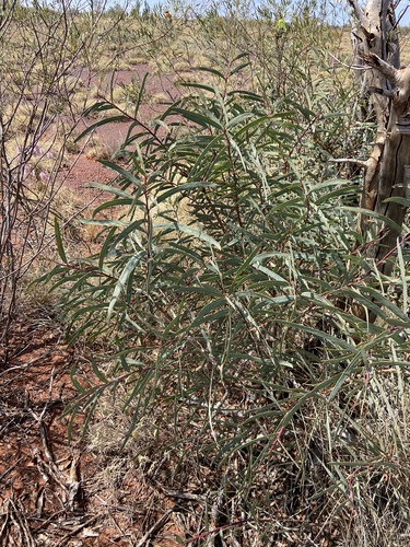 Acacia pruinocarpa (Black gidgee) — photo