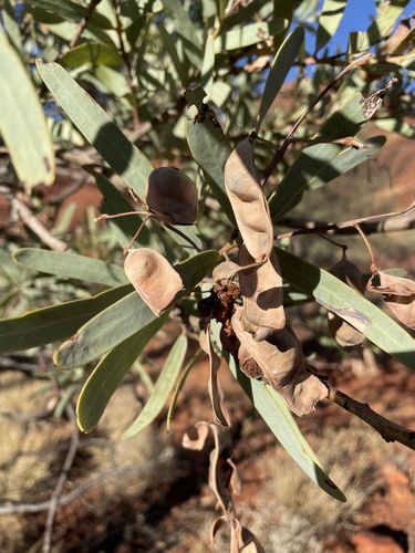 Acacia pruinocarpa
