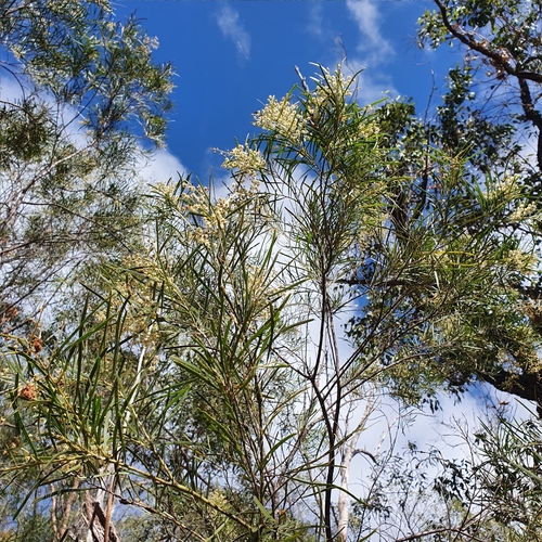 Acacia pubicosta — photo