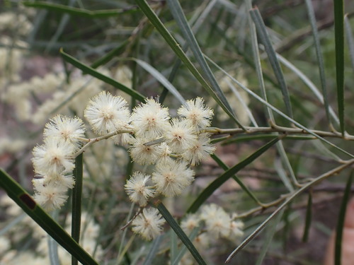 Acacia pubicosta