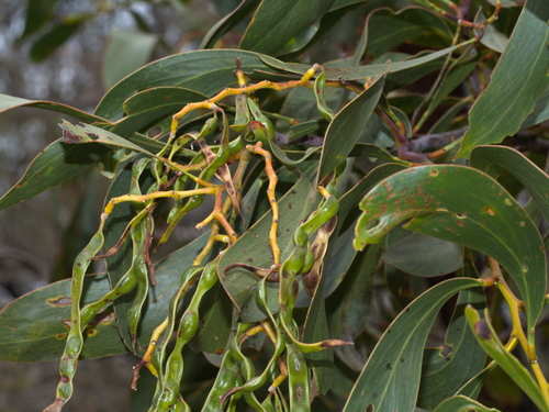 Acacia pycnantha (Golden wattle) — photo