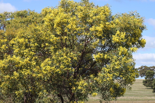 Acacia pycnantha (Golden wattle) — photo