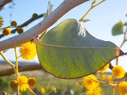 Acacia pyrifolia (Kanji bush) — photo