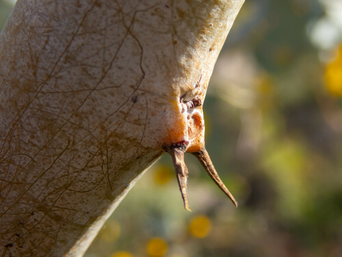 Acacia pyrifolia (Kanji bush) — photo