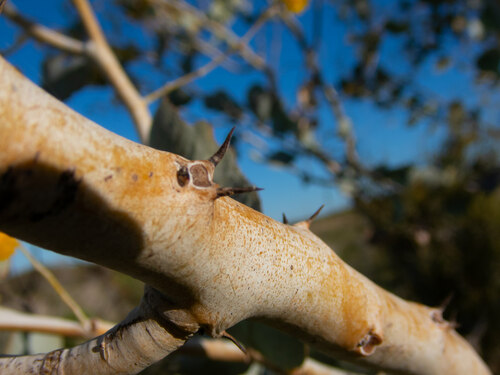 Acacia pyrifolia