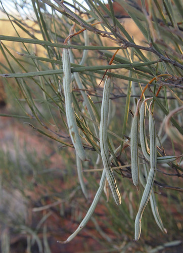 Acacia ramulosa (Horse mulga) — photo