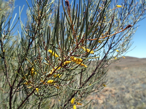 Acacia ramulosa (Horse mulga) — photo