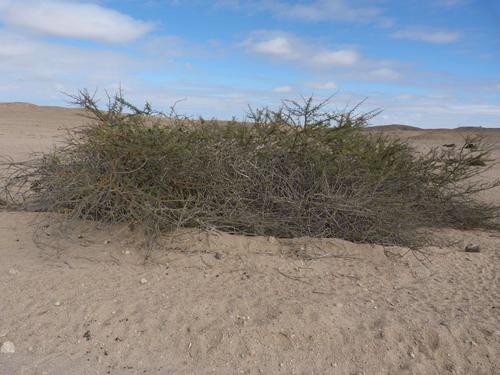 Acacia reficiens — photo