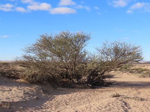 Acacia reficiens — photo