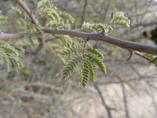 Acacia reficiens