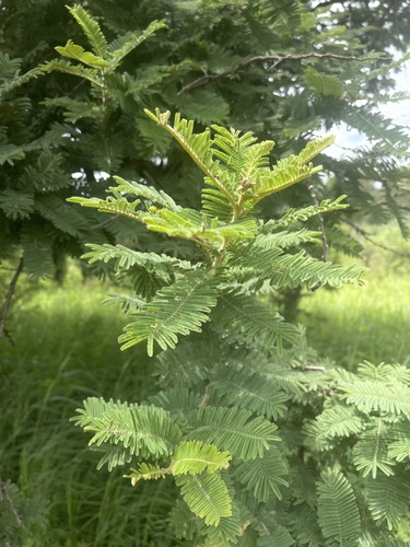 Acacia rehmanniana (Silky acacia) — photo