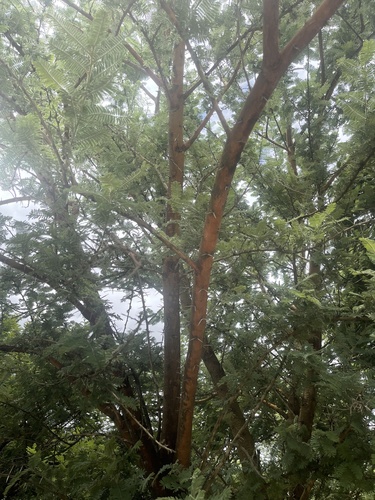 Acacia rehmanniana (Silky acacia) — photo