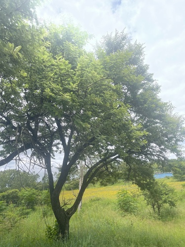 Acacia rehmanniana