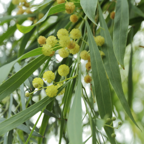 Acacia retinodes (Wirilda) — photo