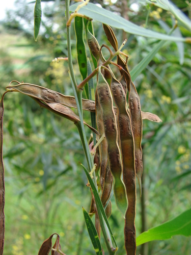 Acacia retinodes (Wirilda) — photo