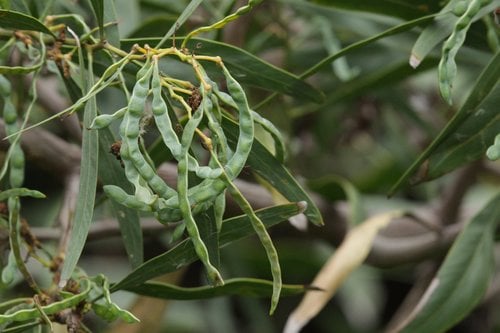 Acacia retinodes