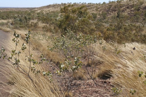 Acacia retivenea (Net-veined wattle) — photo
