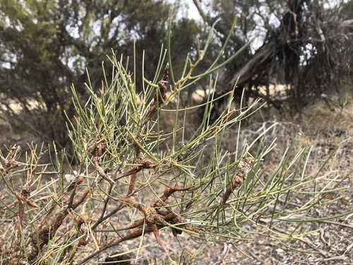 Acacia rigens (Needle wattle) — photo