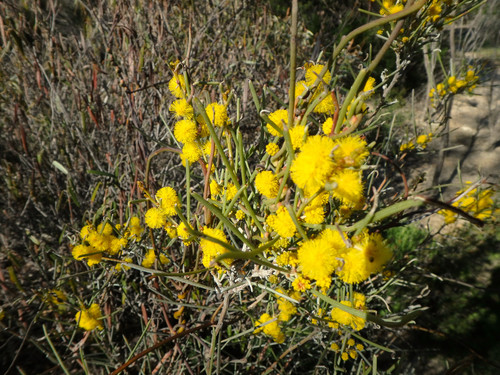 Acacia rigens (Needle wattle) — photo