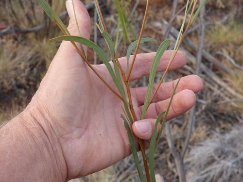 Acacia rivalis (Silver Wattle) — photo