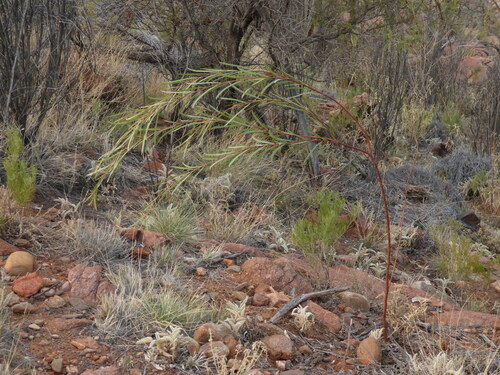 Acacia rivalis