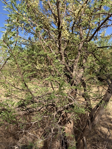 Acacia robusta subsp. clavigera (Sickle-pod splendid acacia) — photo
