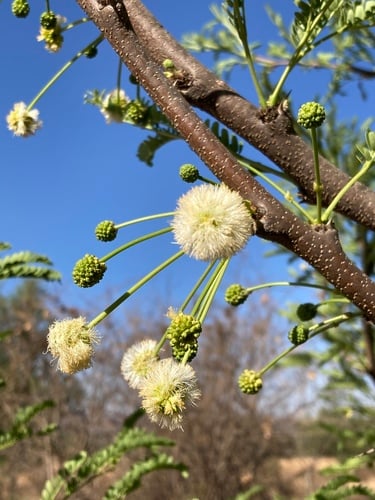 Acacia robusta subsp. clavigera