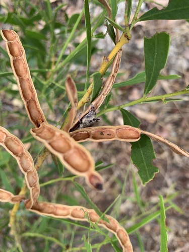 Acacia rostellifera (Summer-scented wattle) — photo