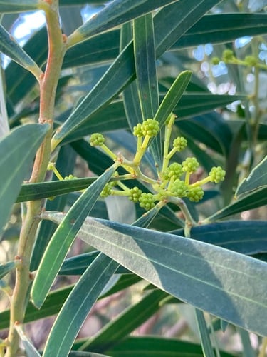 Acacia rostellifera (Summer-scented wattle) — photo